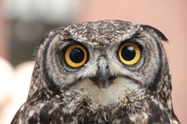 Owls